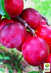 Саджанець Agro-Market Слива-персик колоновидна (літній сорт, середній термін дозрівання) 1 шт. в упаковці (35444) - мініатюра 3