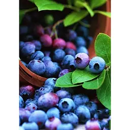 Саджанець Agro-Market Лохина (чорниця садова) Шантеклер (Chanticleer) (ранній термін дозрівання, високоврожайний сорт) 1 шт. в упаковці (36263) - мініатюра 3