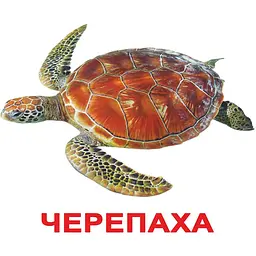 Набір карток Вундеркінд з пелюшок Мешканці водойм, 20 карток, укр. мова (2100064096518)