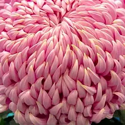 Хризантема великоквіткова "Daily Mirror Pink" (185964) 1 саженец