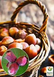 Саджанець Agro-Market Фундук Ламберта (червонолисний, середній термін дозрівання, перехресне запилення, садити по 2 шт.) 1 шт. в упаковці (35538) - мініатюра 2