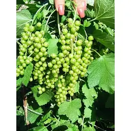 Саджанець Agro-Market Порічка (смородина) червона Ровада (Rovada) (середньо-пізній термін дозрівання, має великі, тверді і блискучі ягоди) 1 шт. в упаковці (23393) - мініатюра 4