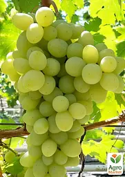 Саджанець Agro-Market Виноград Принцеса (кишмиш, середній термін дозрівання, має тривалий термін зберігання ягід) 1 шт. в пакуванні (48712) - мініатюра 2