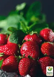 Саджанець Agro-Market Полуниця Кент (Kent) (ранній термін дозрівання, ягоди добре зберігаються) 5 шт. в пакуванні (25735) - мініатюра 3