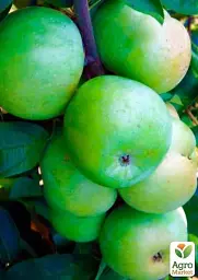 Саджанець Agro-Market Яблуня Ренет Симиренко (Симиренко) (зимовий сорт, пізній термін дозрівання) 1 шт. в упаковці (17582) - мініатюра 4