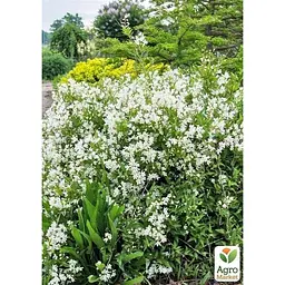 Саджанець Agro-Market Дейція витончена Nikko (177160) 1 шт. в упаковці - мініатюра 2