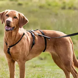 Шлея для собак Trixie чорний L-XL, 75-100 см х 25 мм - мініатюра 2