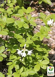 Саджанець Agro-Market Азалія (рододендрон гібридний) Whitethroat (177737) - мініатюра 3