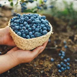 Субстрат Biovita для лохини та журавлини 50 л (62404) - мініатюра 3