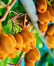 Саджанець Agro-Market Ківі Хейворд (найвідоміший і розповсюджений у світі сорт) (23606) 1 шт. в упаковці - мініатюра 3