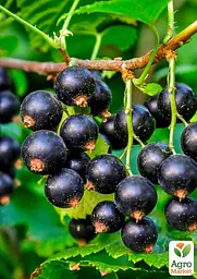 Саджанець Agro-Market Смородина чорна Сіана (ранній термін дозрівання, зимостійкий сорт) 1 шт. в пакуванні (177224) - мініатюра 2
