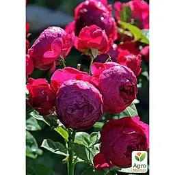 Троянда чайно-гібридна Agro-Market Ascot саджанець класу АА+ вищий сорт 1 шт. в упаковці (181481) - мініатюра 3