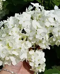 Гортензія Agro-Market Grandiflora деревоподібна 2-х річна висота саджанця 20-30 см 1 саджанець в упаковці - мініатюра 3