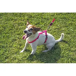 Шлея GimDog Harlem H для собак, нейлон, рожева, 1,5х40-55 см - мініатюра 2
