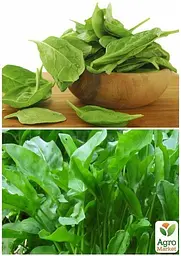 Насіння Agro-Market Щавель Широколистий на вагу ціна за 6 г (13355) - мініатюра 3