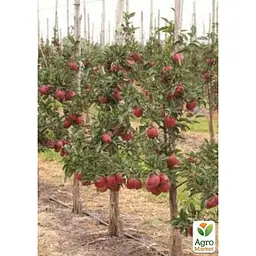 Саджанець Agro-Market Яблуня Супер Чіф укорінена в контейнері (саджанець 2 роки) (181476) - мініатюра 5