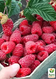 Малина ремонтантна Agro-Market "Маргарита" (великоплідний, ранній, транспортабельний сорт) (188750) 1 шт в упаковці - мініатюра 3