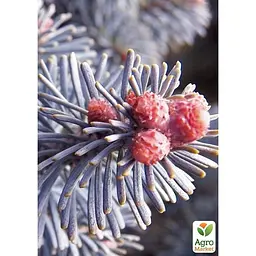Саджанець Agro-Market Ялиця Арізонська блакитна (Abies Lasiocarpa var arizonica) горщик P9 (176502) - мініатюра 2