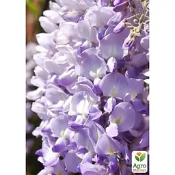 Саджанець Agro-Market Гліцинія китайська Blue Sapphire ком/сітка висота 150 см (179897) 1 шт. в упаковці - мініатюра 5