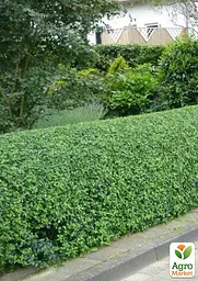 Бирючина звичайна (Ligustrum vulgare) С2 висота 25-35см (185305) 1 саджанець - мініатюра 2