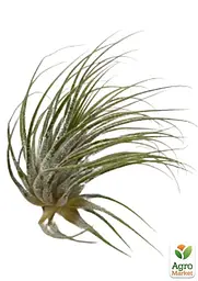 Саджанець Agro-Market Тілландсія Іонанта (Tillandsia Ionantha) атмосферна 1 шт. в упаковці (52061) - мініатюра 2