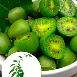 Саджанець Agro-Market Актинідія Сентябрська (міні-ківі, морозостійкий сорт, пізній термін дозрівання) (46128) 1 шт. в упаковці - мініатюра 5