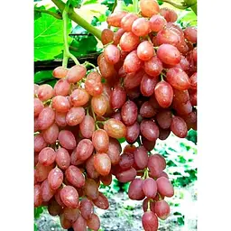 Саджанець Agro-Market Виноград Анюта (середньо-пізній термін дозрівання, ягоди не пошкоджуються осами) 1 шт. в упаковці (20047) - мініатюра 2