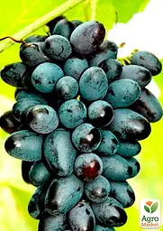 Саджанець Agro-Market Виноград Велика (середньо-ранній термін дозрівання) 1 шт. в пакуванні (38125) - мініатюра 2