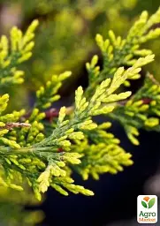 Саджанець Agro-Market Купресосоціпаріс Лейланда Castlewellan Gold С2 висота 60-70 см 1 шт. в упаковці (182841) - мініатюра 2