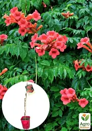 Саджанець Agro-Market Кампсис укорінюваний 2-річний Фламенко (Campsis radicans Flamenko) C2 висота 30-60 см 1 шт. в упаковці (71876) - мініатюра 2