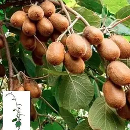 Саджанець Agro-Market Ківі Хейворд укорінений у контейнері (саджанець 2 роки) (153304) 1 шт. в упаковці - мініатюра 3