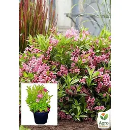 Саджанець Agro-Market Вейгела квітуча 2-х річна Пікобелла Роса (Weigela Picobella Rosa) С2 висота 20-40 см (61536) 1 шт. в упаковці - мініатюра 3