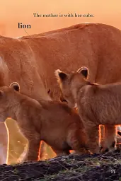 Ladybird Readers Level 1. BBC Earth: Baby Animals - мініатюра 3