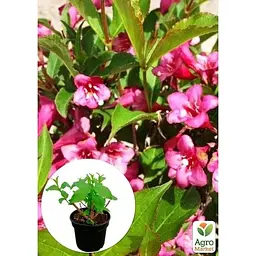 Саджанець Agro-Market Вейгела квітуча 2-річна Rumba С2 висота 20-40 см (118950) 1 шт. в упаковці - мініатюра 2