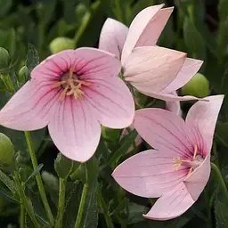Цибулина Agro-Market Широкодзвоник (platycodon) Grandiflorus Fuji Pink (23580) 1 шт. - мініатюра 4