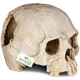 Декорація череп людини Terrario Human Skull 14x11x11см (151211) - мініатюра 5