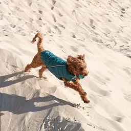 Жилет Pet Fashion E.Vest для собак, розмір M, морська хвиля - мініатюра 4
