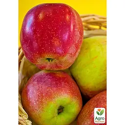 Саджанець Agro-Market Яблуня Флоріна укорінена в контейнері (саджанець 2 роки) (180490) - мініатюра 5