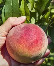 Саджанець Agro-Market Персик T-5 Топ Світ (літній сорт, пізній термін дозрівання) (39927) 1 шт. в упаковці - мініатюра 3