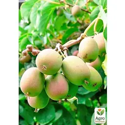 Саджанець Agro-Market Актинідія 2-х річна аргута Оригінальна (міні-ківі, морозостійкий сорт) вазон С1 (179780) 1 шт. - мініатюра 3