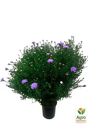 Саджанець Agro-Market Астра ново-бельгійська Marie Ballard (С1,5 висота 20-30см) (105454) - мініатюра 2