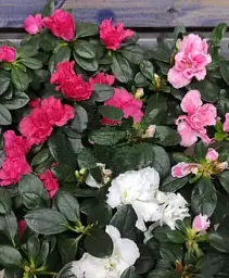 Рододендрон Agro-Market Carnaval кімнатний висота 25-30 см з Нідерландів 3 саженца в упаковці (185122) - мініатюра 3