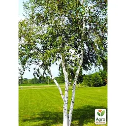 Саджанець Agro-Market Береза ​​зелена Класична (самий невибагливий сорт) (38223) - мініатюра 3