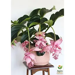 Медінілла Agro-Market Magnifica» (63327) 1 саджанець в упаковці кімнатний Нідерланди - мініатюра 4