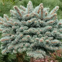 Ялина колюча Agro-Market на штамбі Pyramidalis Compacta С20 висота штамба 80-90см діаметр крони 30-40 см 188130 1 саджанець в упаковці