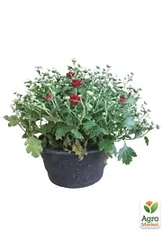 Хризантема Садова "Avalon Red" (висота 30-50см) (101669) 1 саженец - мініатюра 2