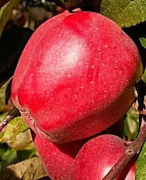Саджанець Agro-Market Яблуня Ред Чіф (зимовий сорт, пізній термін дозрівання) (25685) 1 шт. в упаковці - мініатюра 2