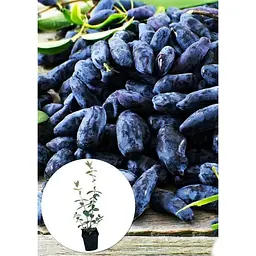 Саджанець Agro-Market Жимолость Югана (ранній термін дозрівання, морозостійкий сорт) 1 шт. в упаковці (43969) - мініатюра 3