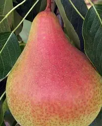 Саджанець Agro-Market Груша Осінь Буковини (осінній сорт, середній термін дозрівання) (35449) 1 шт. в упаковці - мініатюра 2