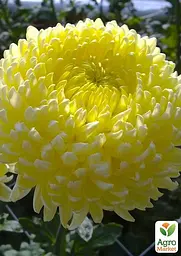 Хризантема "Angelys Jaune" (низькоросла крупноквіткова) (48749) 1 шт - мініатюра 2